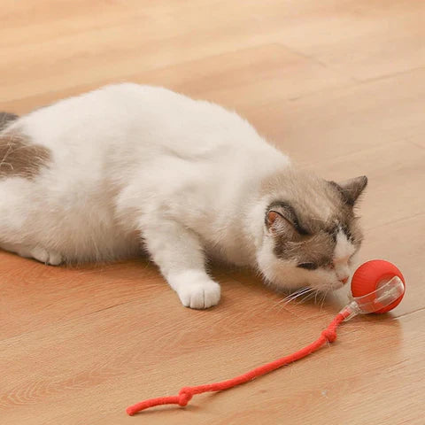 Cat Tickling Ball
